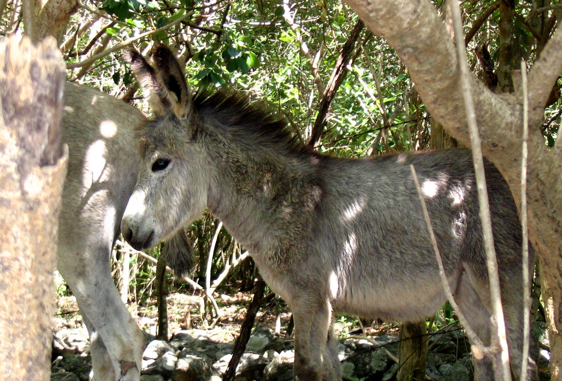 Feral Donkey